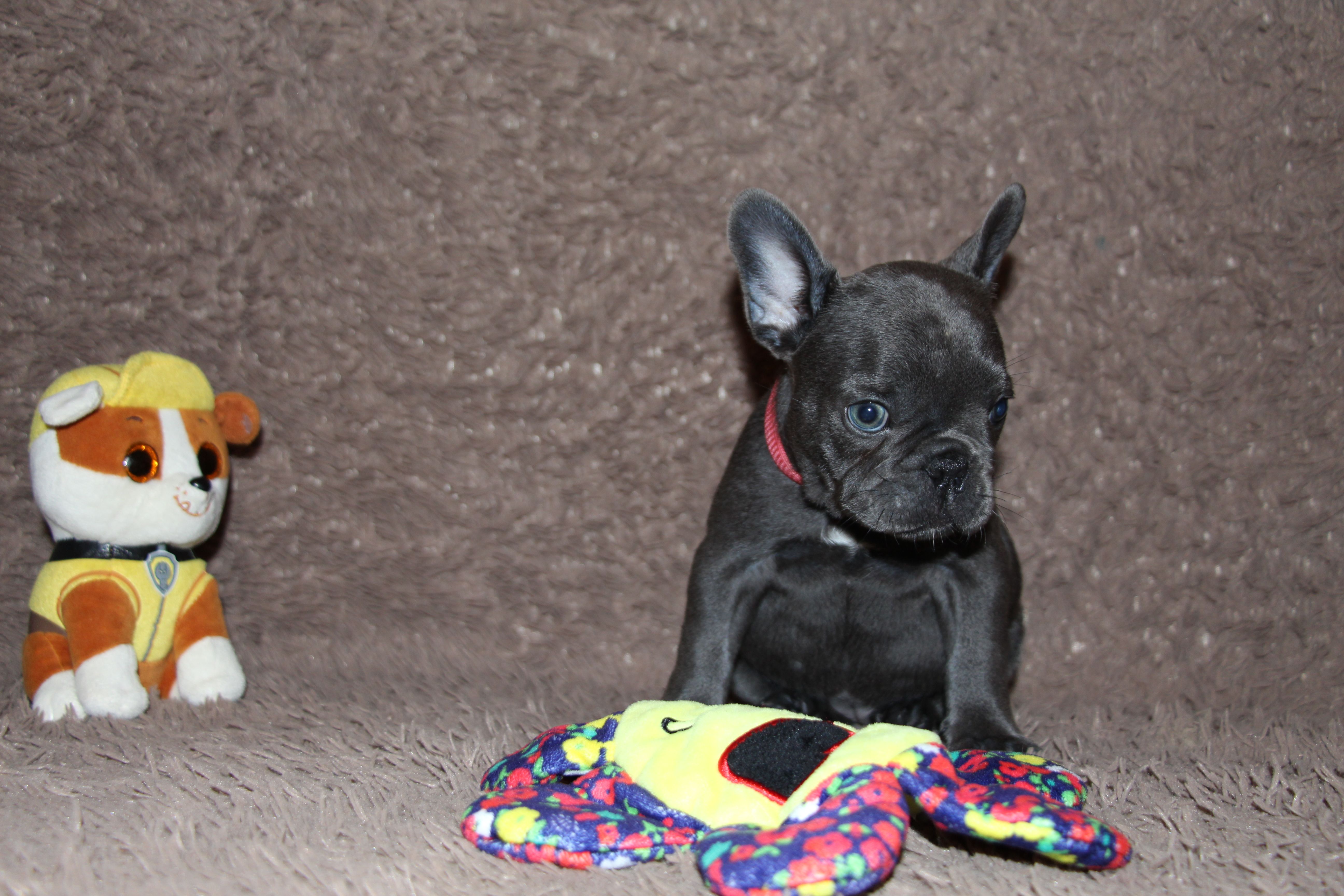 <svg class='pink'></svg> <b>Miss Little Heart</b> <svg class='pink'></svg>